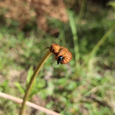 Chrysomelidae sp. (family) (Unidentified Leaf Beetle) at Wee Jasper, NSW - 26 Oct 2024 by Wildlifewarrior80