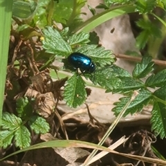 Chrysomelidae sp. (family) at Wee Jasper, NSW - 27 Oct 2024 09:15 AM