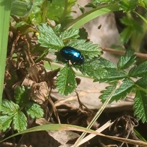 Chrysomelidae sp. (family) at Wee Jasper, NSW - 27 Oct 2024