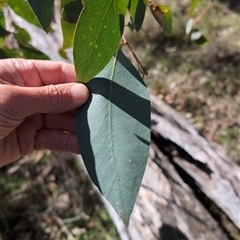 Eucalyptus sp. (A Gum Tree) at Wee Jasper, NSW - 26 Oct 2024 by Wildlifewarrior80