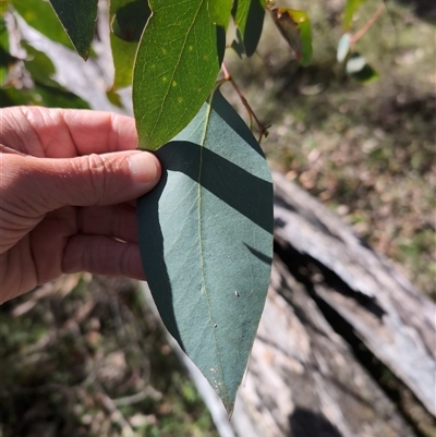 Eucalyptus (genus) (A Gum Tree) at Wee Jasper, NSW - 27 Oct 2024 by Wildlifewarrior80