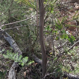 Eucalyptus sp. at Wee Jasper, NSW - 27 Oct 2024