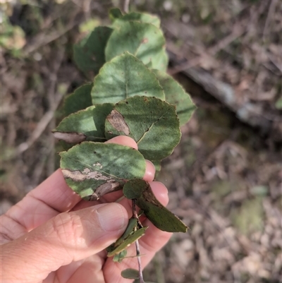 Eucalyptus bridgesiana (Apple Box) at Wee Jasper, NSW - 26 Oct 2024 by Wildlifewarrior80