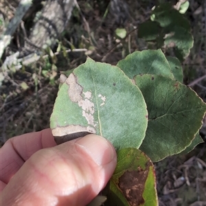 Eucalyptus bridgesiana at Wee Jasper, NSW - 27 Oct 2024 08:31 AM