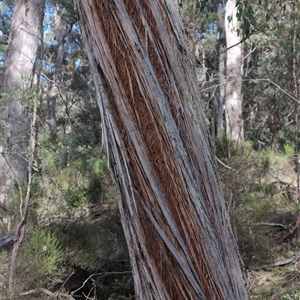 Eucalyptus macrorhyncha at Wee Jasper, NSW - 27 Oct 2024