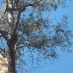 Eucalyptus macrorhyncha at Wee Jasper, NSW - 27 Oct 2024