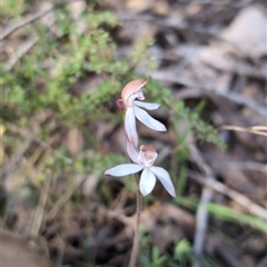 Caladenia moschata (Musky Caps) at Wee Jasper, NSW - 26 Oct 2024 by Wildlifewarrior80