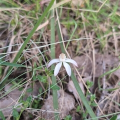 Caladenia moschata (Musky Caps) at Wee Jasper, NSW - 26 Oct 2024 by Wildlifewarrior80