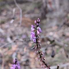 Indigofera australis subsp. australis (Australian Indigo) at Wee Jasper, NSW - 26 Oct 2024 by Wildlifewarrior80