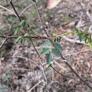 Indigofera australis subsp. australis at Wee Jasper, NSW - 27 Oct 2024