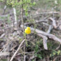 Craspedia variabilis (Common Billy Buttons) at Wee Jasper, NSW - 26 Oct 2024 by Wildlifewarrior80