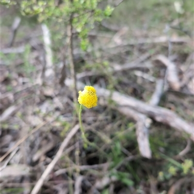 Craspedia variabilis (Common Billy Buttons) at Wee Jasper, NSW - 26 Oct 2024 by Wildlifewarrior80