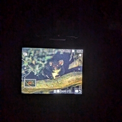 Petauroides volans (Southern Greater Glider) at Wee Jasper, NSW - 27 Oct 2024 by Wildlifewarrior80