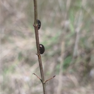 Chrysolina quadrigemina at Denman Prospect, ACT - 21 Oct 2024