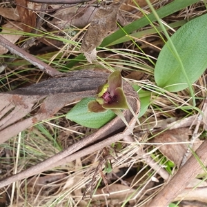 Chiloglottis valida at Yaouk, NSW - 26 Oct 2024