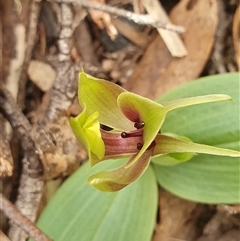 Chiloglottis valida at Yaouk, NSW - 26 Oct 2024