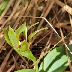 Chiloglottis valida at Yaouk, NSW - 26 Oct 2024