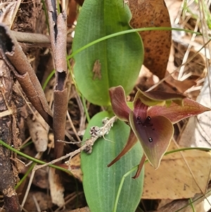 Chiloglottis valida at Yaouk, NSW - 26 Oct 2024