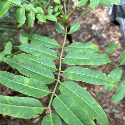 Toona ciliata at Lorne, NSW - 26 Oct 2024 by Butlinz