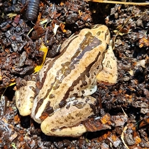 Unidentified Reptile and Frog at Buchan, VIC by Allie