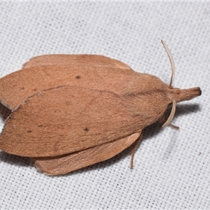 Pararguda nasuta at Jerrabomberra, NSW - suppressed