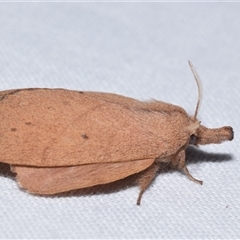 Pararguda nasuta at Jerrabomberra, NSW - suppressed