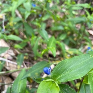 Commelina cyanea at Dunbogan, NSW - 27 Oct 2024