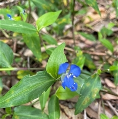 Commelina cyanea at Dunbogan, NSW - 27 Oct 2024