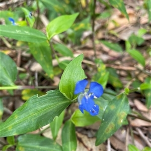 Commelina cyanea at Dunbogan, NSW - 27 Oct 2024 11:32 AM