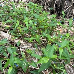 Commelina cyanea at Dunbogan, NSW - 27 Oct 2024