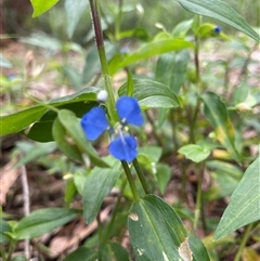 Commelina cyanea at Dunbogan, NSW - 27 Oct 2024