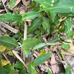 Commelina cyanea at Dunbogan, NSW - 27 Oct 2024