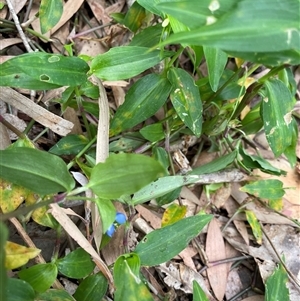 Commelina cyanea at Dunbogan, NSW - 27 Oct 2024