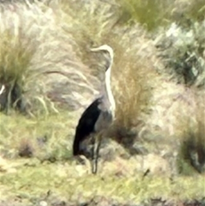 Ardea pacifica (White-necked Heron) at Bungendore, NSW - 27 Oct 2024 by yellowboxwoodland