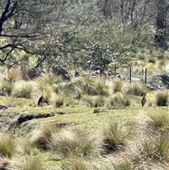 Ardea pacifica at Bungendore, NSW - suppressed