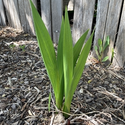 Gladiolus sp. at Stirling, ACT - 27 Oct 2024 by mtholt