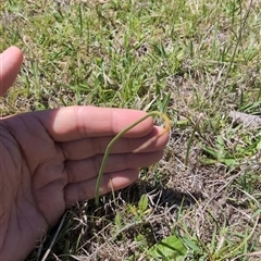 Microtis sp. (Onion Orchid) at Wee Jasper, NSW - 13 Oct 2024 by Wildlifewarrior80