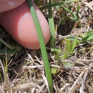 Microtis sp. at Wee Jasper, NSW - 13 Oct 2024