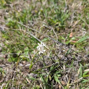 Wurmbea dioica subsp. dioica at Wee Jasper, NSW - 13 Oct 2024 11:50 AM