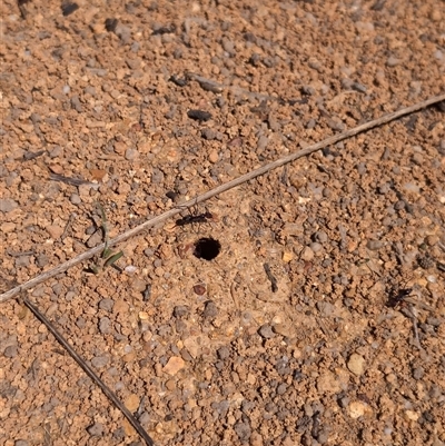 Iridomyrmex purpureus (Meat Ant) at Wee Jasper, NSW - 13 Oct 2024 by Wildlifewarrior80