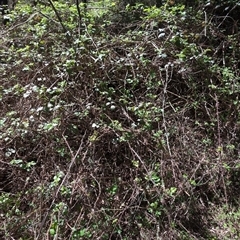 Rubus anglocandicans (Blackberry) at Wee Jasper, NSW - 13 Oct 2024 by Wildlifewarrior80