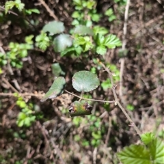 Rubus anglocandicans at Wee Jasper, NSW - 13 Oct 2024 11:44 AM