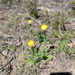 Coronidium scorpioides (Button Everlasting) at Wee Jasper, NSW - 13 Oct 2024 by Wildlifewarrior80