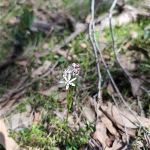 Wurmbea dioica subsp. dioica at Wee Jasper, NSW - 13 Oct 2024