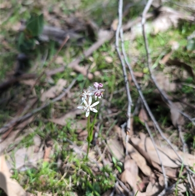 Wurmbea dioica subsp. dioica (Early Nancy) at Wee Jasper, NSW - 13 Oct 2024 by Wildlifewarrior80