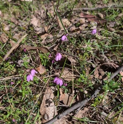 Tetratheca bauerifolia (Heath Pink-bells) at Wee Jasper, NSW - 13 Oct 2024 by Wildlifewarrior80