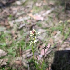 Stackhousia monogyna (Creamy Candles) at Wee Jasper, NSW - 12 Oct 2024 by Wildlifewarrior80