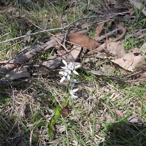 Wurmbea dioica subsp. dioica at Wee Jasper, NSW - 13 Oct 2024 10:45 AM