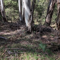 Macropus giganteus at Wee Jasper, NSW - 13 Oct 2024 by Wildlifewarrior80