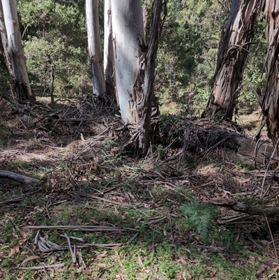 Macropus giganteus at Wee Jasper, NSW - 12 Oct 2024 by Wildlifewarrior80